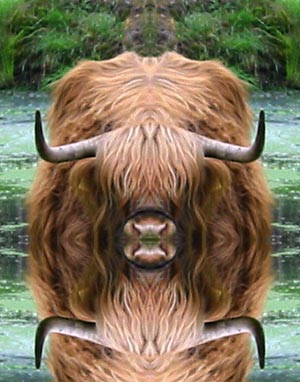 spiegelkoe