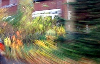 grijpstruik en de wind