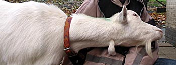 truus de snoezelknuffelgeit